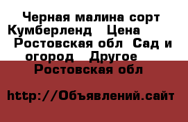 Черная малина сорт Кумберленд › Цена ­ 150 - Ростовская обл. Сад и огород » Другое   . Ростовская обл.